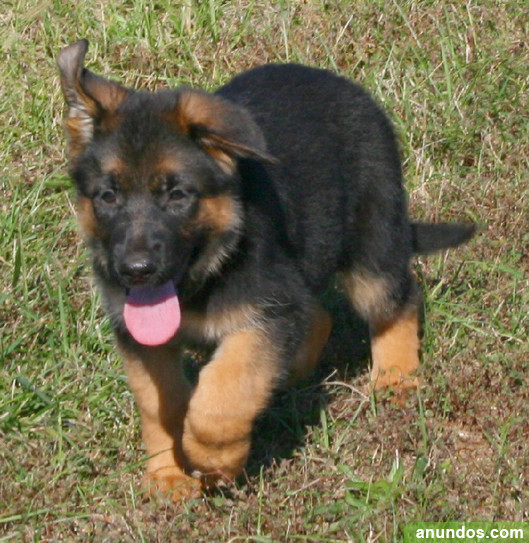 Regalo Cachorro Pastor Aleman Madrid Regalo Cachorro Pastor Aleman Madrid