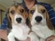 Cachorros beagle pedigree y m / astillas