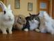 Cuidadora a domicilio de Gatos y Conejos en Valencia - Foto 1