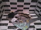 Elevalunas de volvo s60 - (216895)