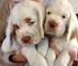 Gratis cachorro de aguas de clumber disponibles