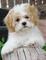 Gratis cavachon cachorro disponibles - Foto 1