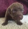 Gratis chesapeake bay retriever cachorro lista