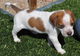 Gratis coonhound cachorro disponibles