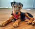 Gratis increíble perrito del terrier galés disponibles - Foto 1