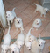 Gratis pastor blanco suizo cachorros lista - Foto 1