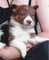 Gratis perrito del collie galés cachorros listo - Foto 1