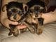 Gratis yorkshire terrier cachorro disponibles - Foto 1