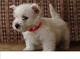 Hermosos cachorros west highland white terrier en regalo