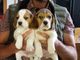 Los cachorros beagle reg tri