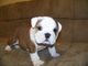 Regalo bulldog inglés cachorro disponibles