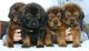 Regalo cachorro de mastín tibetano lista - Foto 1