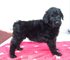 Regalo cachorro terrier ruso negro lista - Foto 1