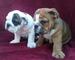 Regalo cachorros de BULLDOG INGLES - Foto 1