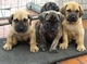 Regalo cachorros de Presa Canario disponibles - Foto 1