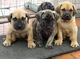 Regalo cachorros de presa canario disponibles