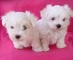 Regalo CACHORROS DE RAZA BICHON MALTES MUY GUAPOS - Foto 1