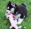 Regalo cachorros husky nacionales con pedigree