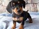 Regalo dachshund miniatura cachorro lista - Foto 1