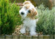Regalo deportivo cachorro terrier de Lucas lista - Foto 1