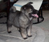 Regalo elkhound cachorro disponibles - Foto 1