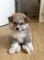 Regalo japonés cachorro akita inu lista - Foto 1