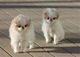 Regalo japonés Chin Inu cachorros lista - Foto 1