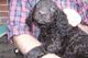 Regalo perrito perro de aguas de agua irlandesa disponibles