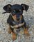 Regalo Pinscher miniatura cachorro lista - Foto 1