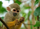 2 monos capuchinos magníficos para navidad gratis para su adopci