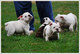 Adorables cachorros bulldog ingles para la adopcion