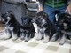 Agradables cachorros pastor alemán para la venta