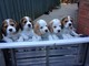 Beagles cachorros de color tricolor y bicolor con pedigri