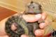Bebé monos tití pigmeo y monos capuchinos disponibles