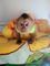 Bebé Monos Tití Pigmeo y Monos Capuchinos Para Adopcion - Foto 2