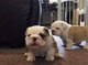 Bulldog Inglés cachorros adorables disponibles - Foto 1