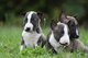 Bullterrier con pedigrí (cachorritos)