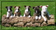 Bullterrier varios colores