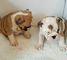 Cachorro de bulldog inglés para adopción libre, Argensola - Foto 1