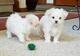 Cachorros bichon maltes para su adopcion libre