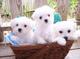 Cachorros bichon maltes para su adopcion libre