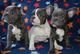 Cachorros de bulldog frances preciosos macho y hembra - Foto 1