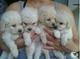 Cachorros de caniche muy adorable para adopción libre
