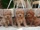 Cachorros de caniche muy adorable para adopción libre - Foto 1