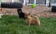 Cachorros de Shiba Inu de color rojo y sesamo - Foto 1