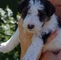 Cachorros fox terrier para su adopcion libre