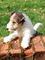 Cachorros Fox Terrier para su adopcion libre - Foto 2