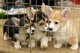 Cachorros macho y hembra pembroke welsh corgi