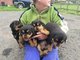 Cachorros macho y la hembra de rottweiler