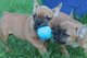 Cachorros totalmente KC registrados Bulldog Francés - Foto 1